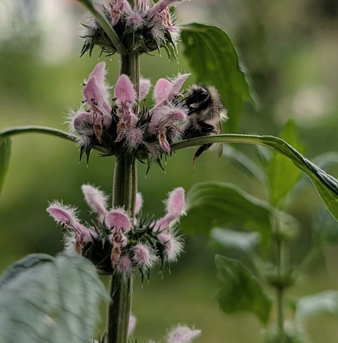 Shrill Carder-Bumble bee