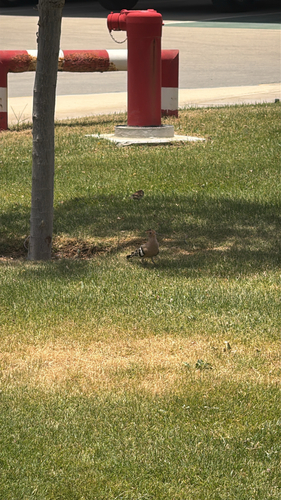 Common Hoopoe