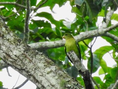 Agapornis swindernianus