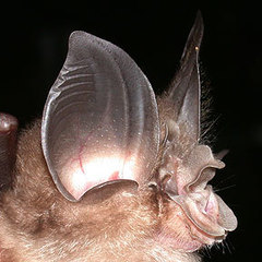 Big-Eared Horseshoe Bat photo 2