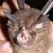 Aasianherkko - Photo (c) The Darwin Initiative Centre for Bat Research, osa oikeuksista pidätetään (CC BY-NC-SA)
