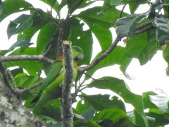 Agapornis swindernianus