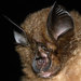 Pearson's Horseshoe Bat - Photo (c) The Darwin Initiative Centre for Bat Research, some rights reserved (CC BY-NC-SA)