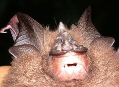 Pearson's Horseshoe Bat photo 3