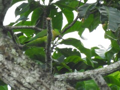 Agapornis swindernianus