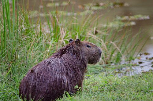 Capybara