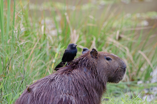 Smooth-billed Ani