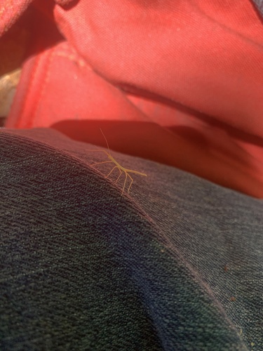 Northern Walkingstick