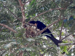 Dicrurus modestus coracinus