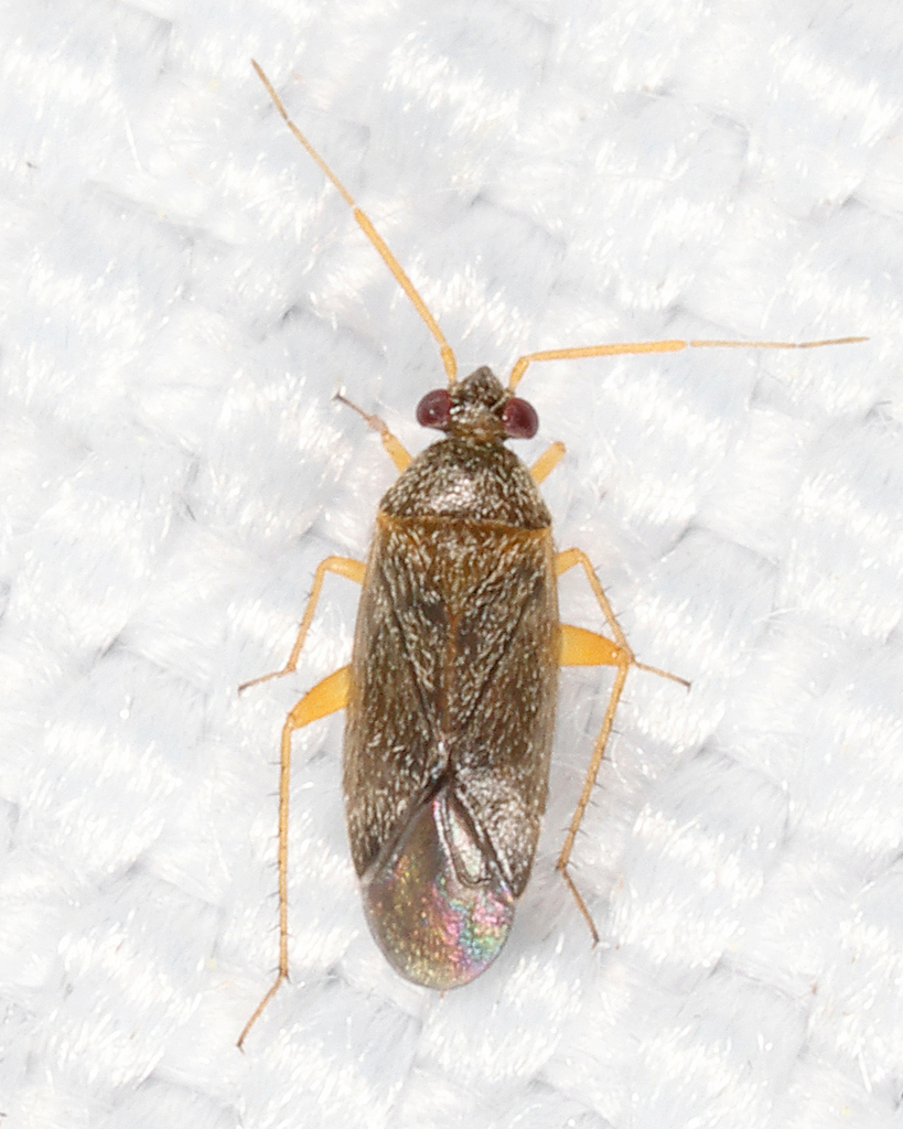 Phoenicocoris strobicola