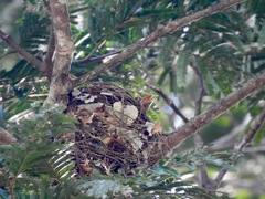 Dicrurus modestus coracinus