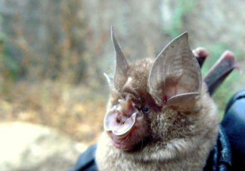 Blyth's Horseshoe Bat