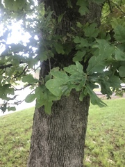 Quercus similis