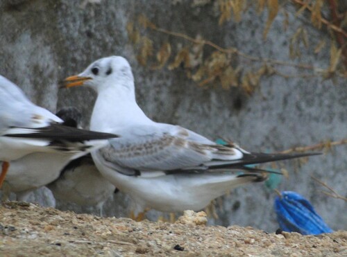 Black-headed Gull