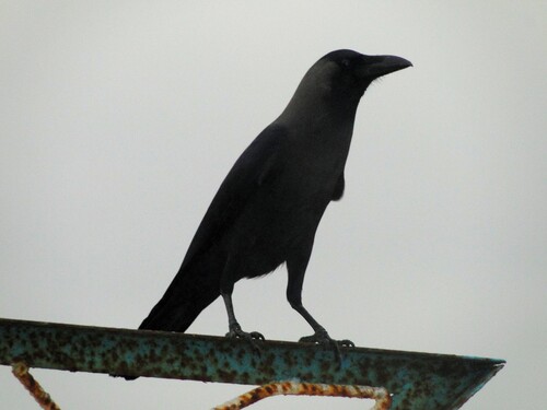 House Crow