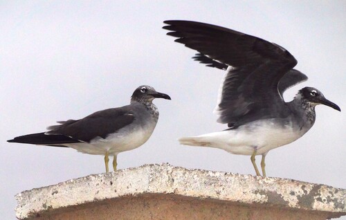 White-eyed Gull