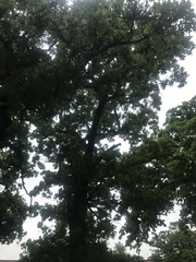 Quercus similis