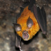 Rufous Horseshoe Bat - Photo (c) Aditya Joshi, some rights reserved (CC BY-SA)