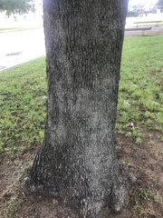 Quercus similis