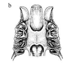 Rufous Horseshoe Bat photo 4