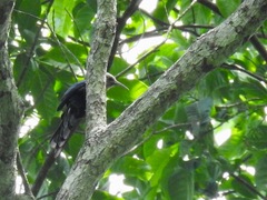 Rhinopomastus castaneiceps