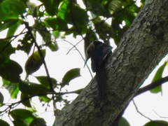 Rhinopomastus castaneiceps