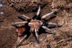Hapalotremus