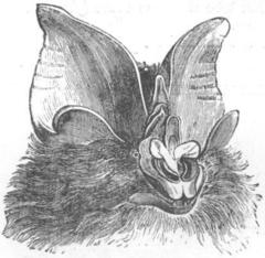 Woolly Horseshoe Bat photo 2