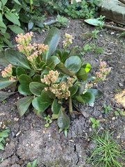 Bergenia crassifolia