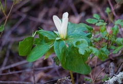Trillium albidum