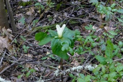 Trillium albidum