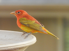Summer Tanager photo 4