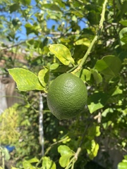 Limeaceae