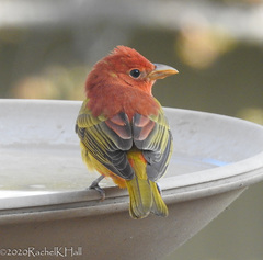 Summer Tanager photo 5