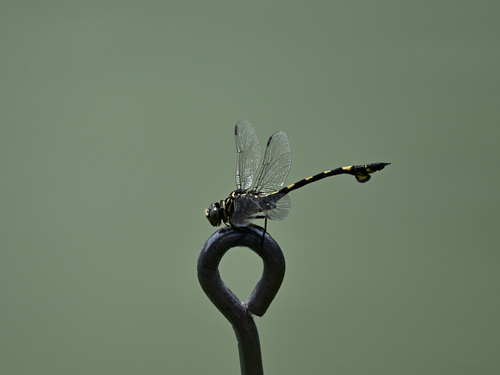 Golden Flangetail