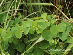 Stephania cephalantha