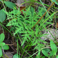 Sceptridium dissectum dissectum