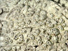 Pertusaria consocians