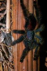 Avicularia