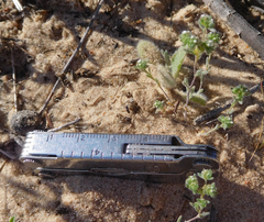 Eremocarya micrantha