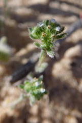 Eremocarya micrantha