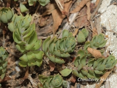 Sedum sarmentosum
