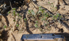 Eremocarya micrantha