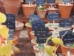 Prospero obtusifolium