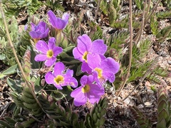 Primula angustifolia