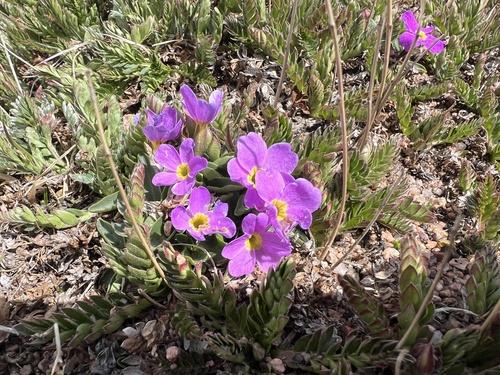 Primula angustifolia, photograph 1