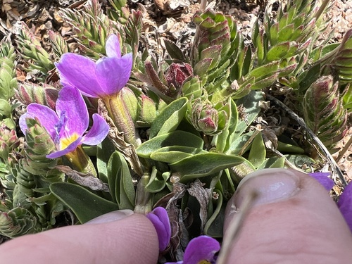 Primula angustifolia, photograph 2