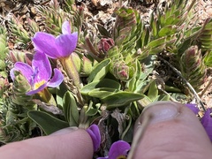 Primula angustifolia, photograph (c) Aiva Noringseth, some rights reserved (CC BY)