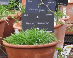 Muscari olivetorum