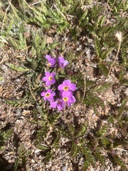 Primula angustifolia, photograph (c) Aiva Noringseth, some rights reserved (CC BY)